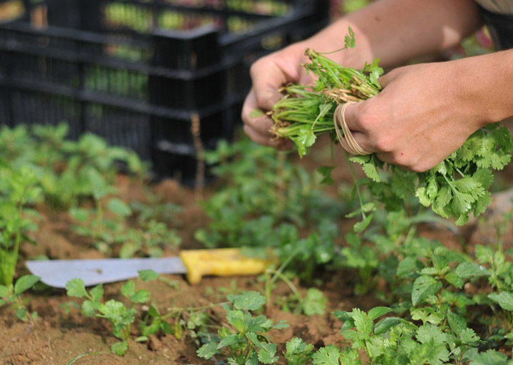 Photo of worker harvesting parsley on Barr Farms